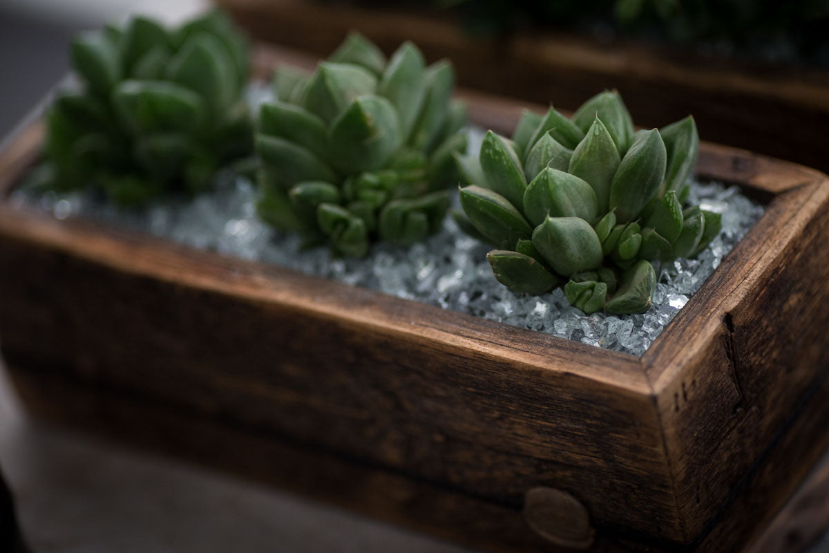 water succulents once a month Succulents in Signature DIRT Box Medium – DIRT Flowers
