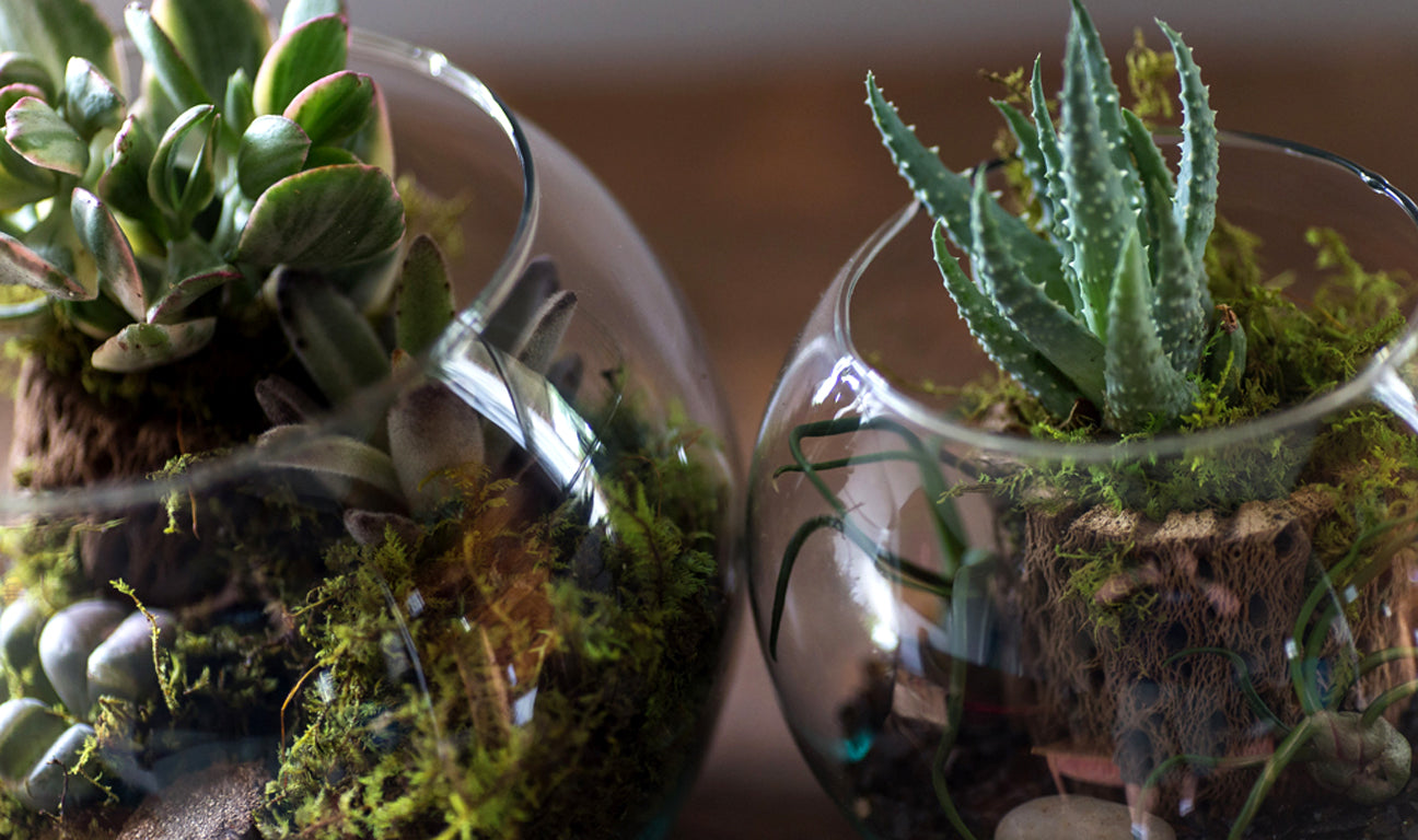 Bubble Bowl Terrarium Arranging Class June 30th 7-9pm