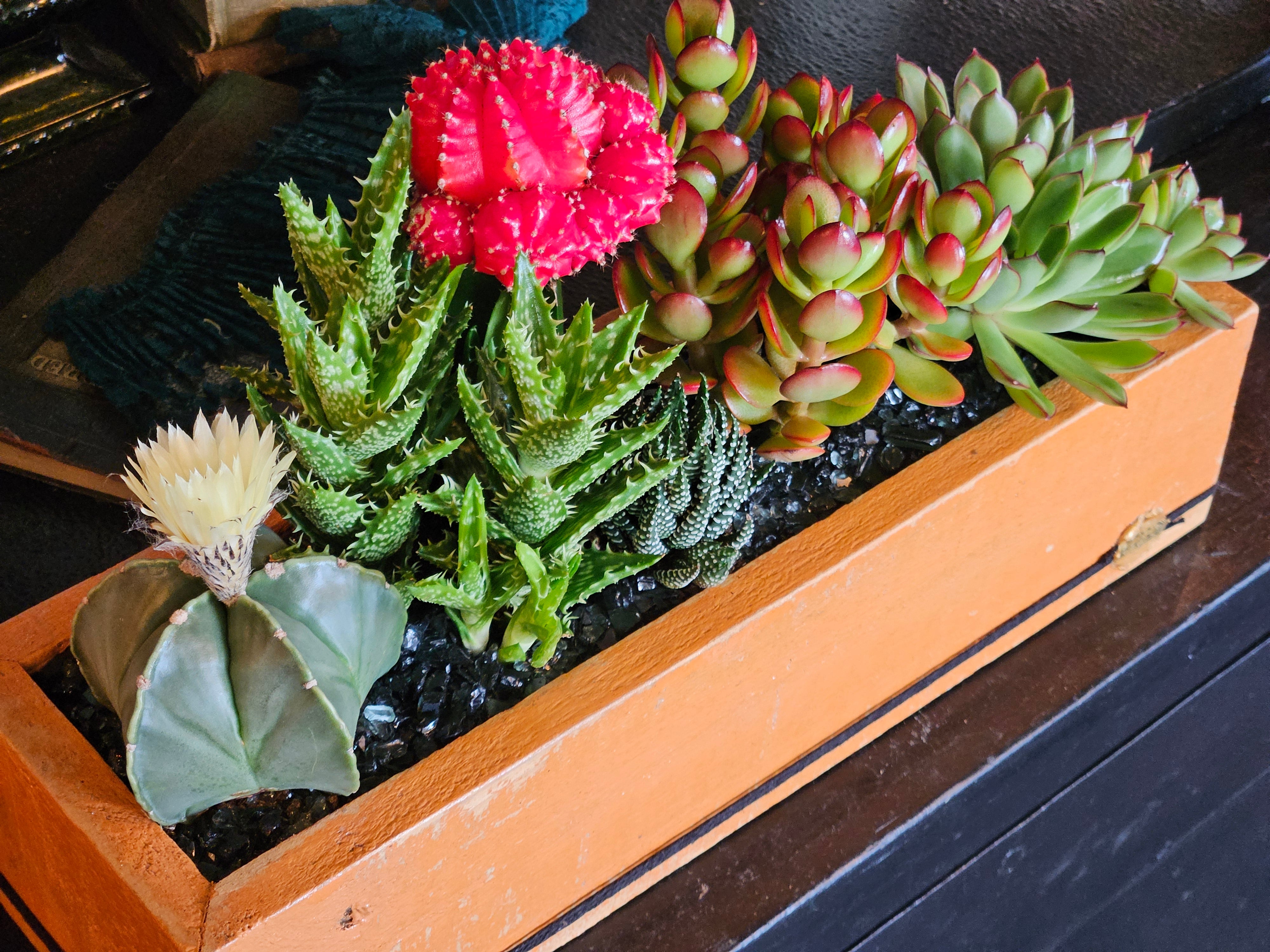 Succulents & Cacti in Large Handmade DIRT Box