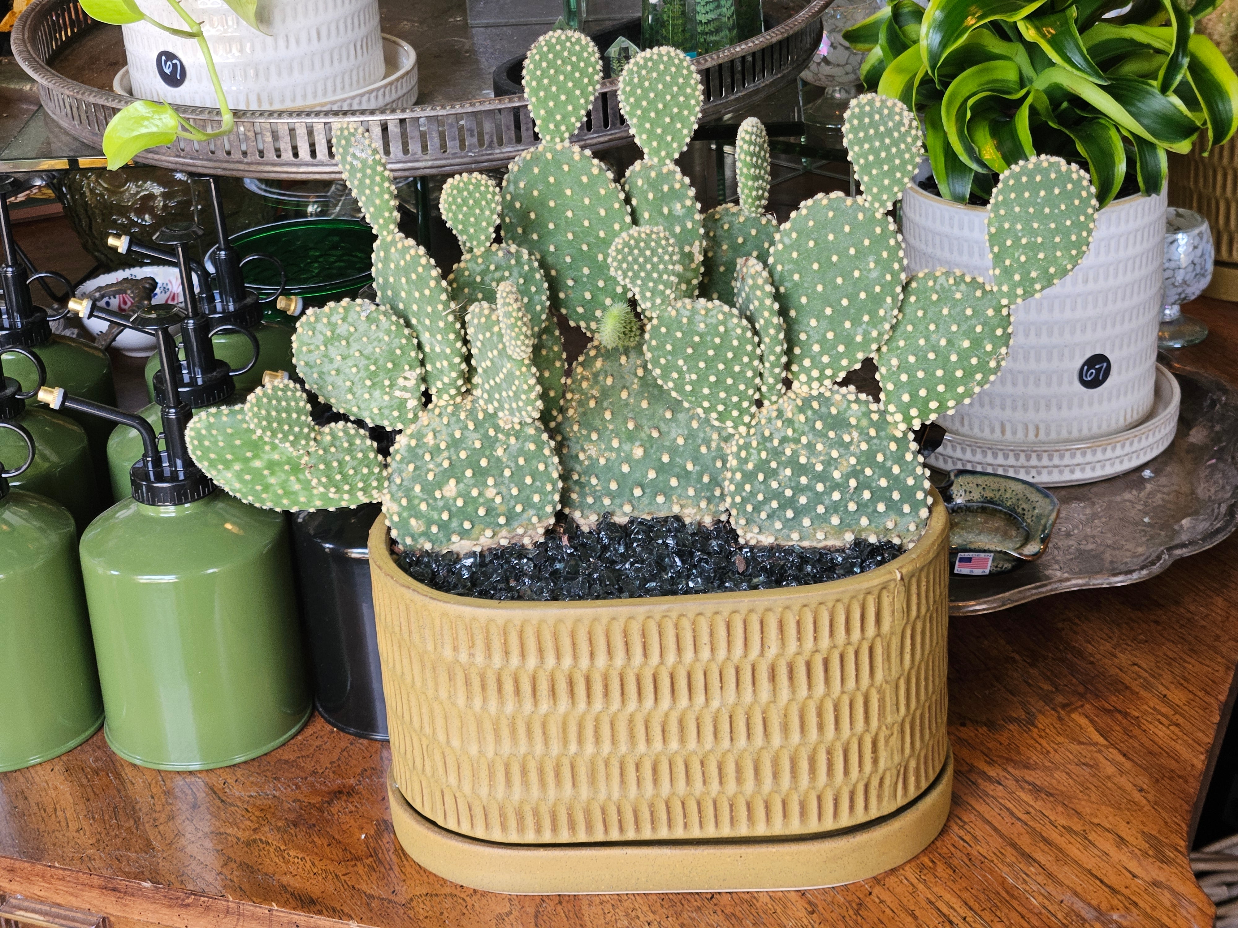 Bunny Ear Cactus Garden