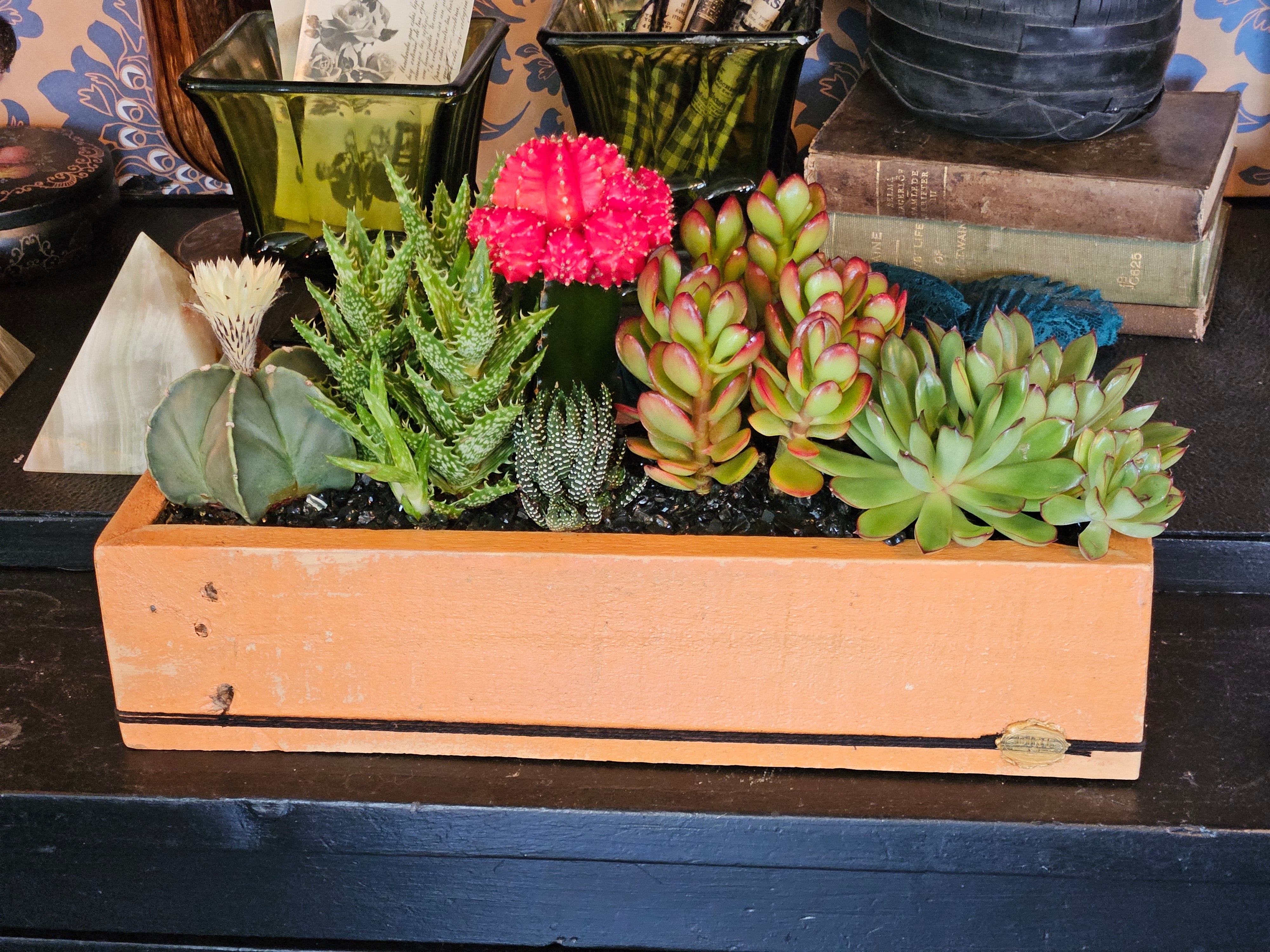 Succulents & Cacti in Large Handmade DIRT Box