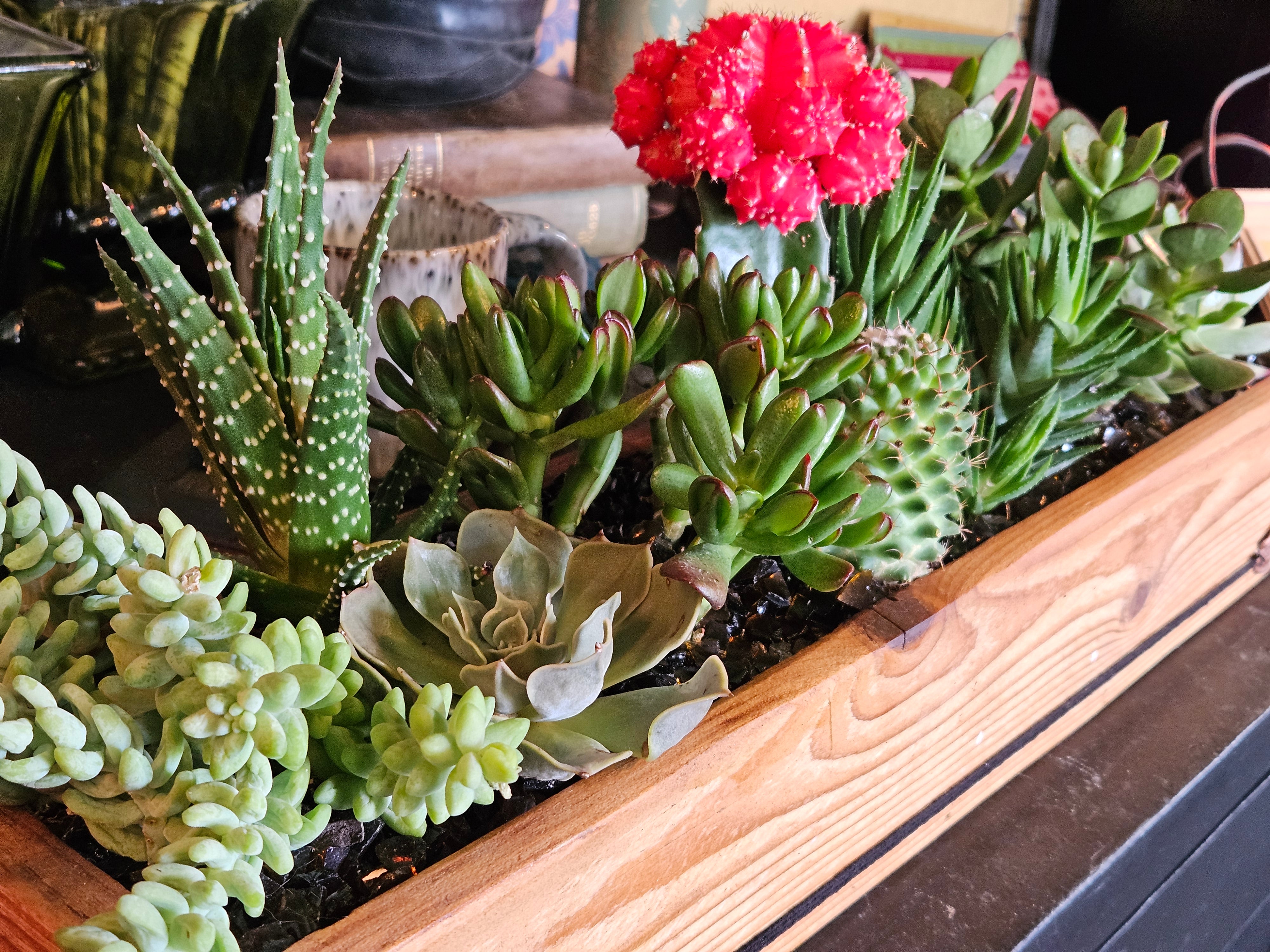 Succulents & Cacti in XL Handmade DIRT Box