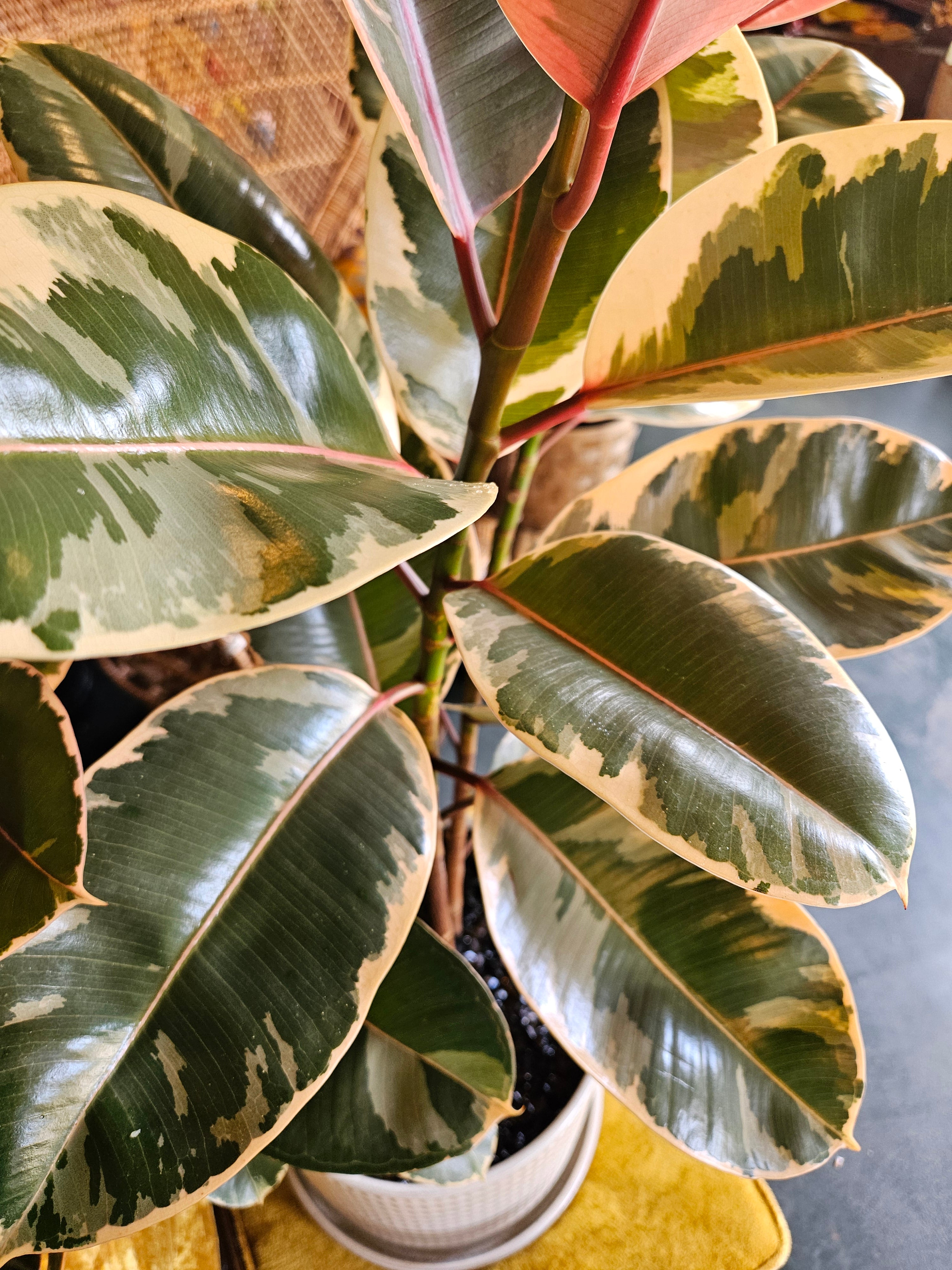 Variegated Rubber Tree in White Ceramic Planter