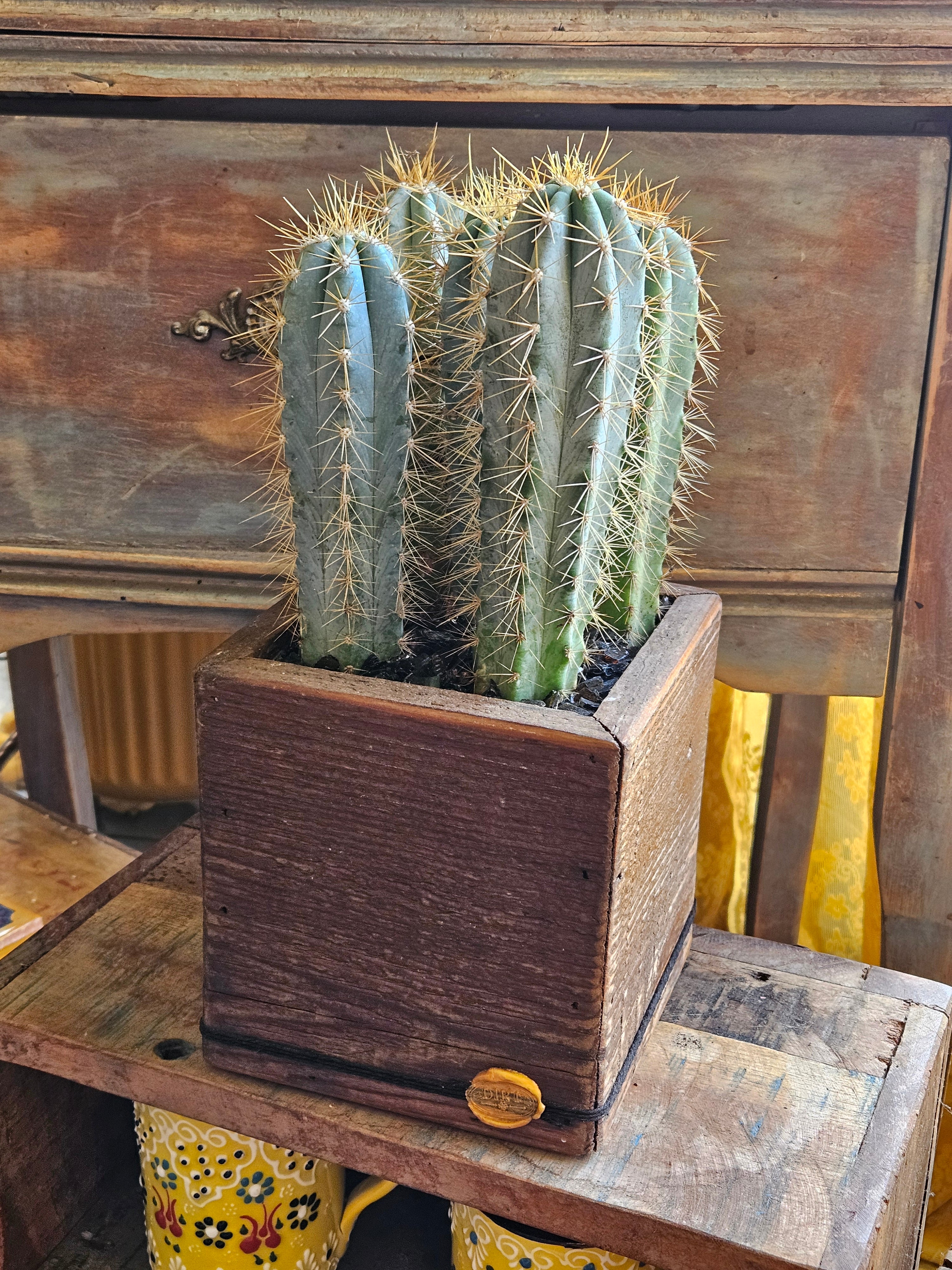 Blue Torch Cacti in Handmade DIRT Box