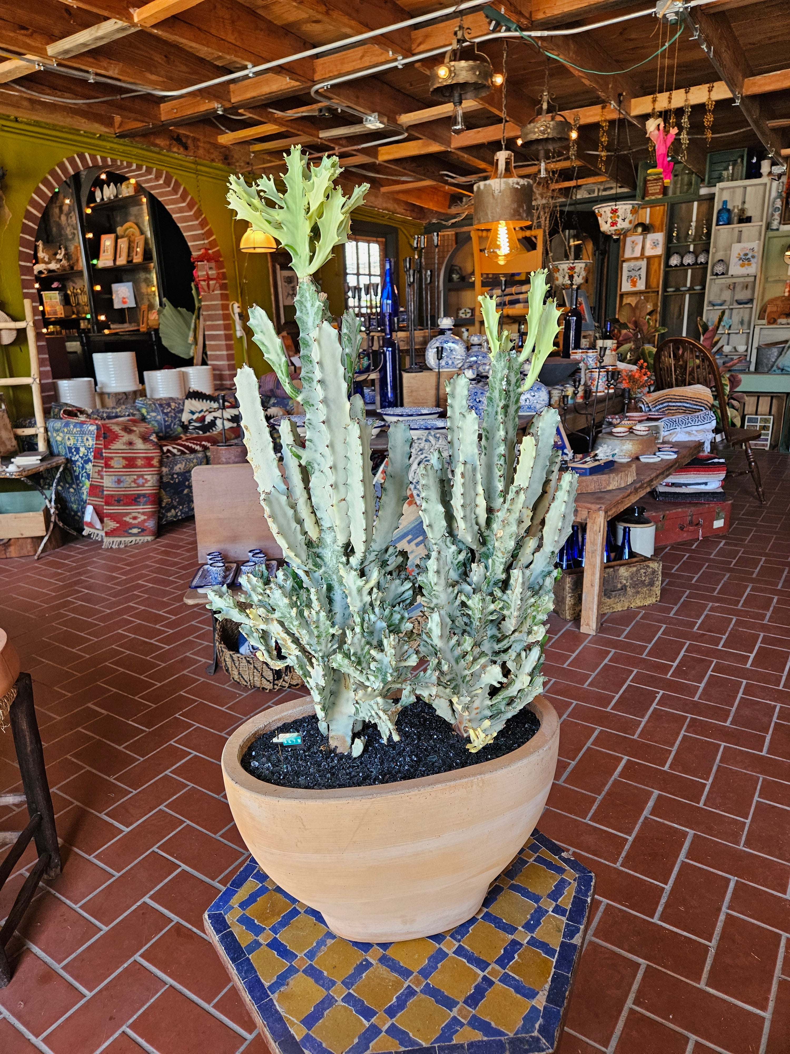White Ghost Euphorbia in Oval Terracotta Planter