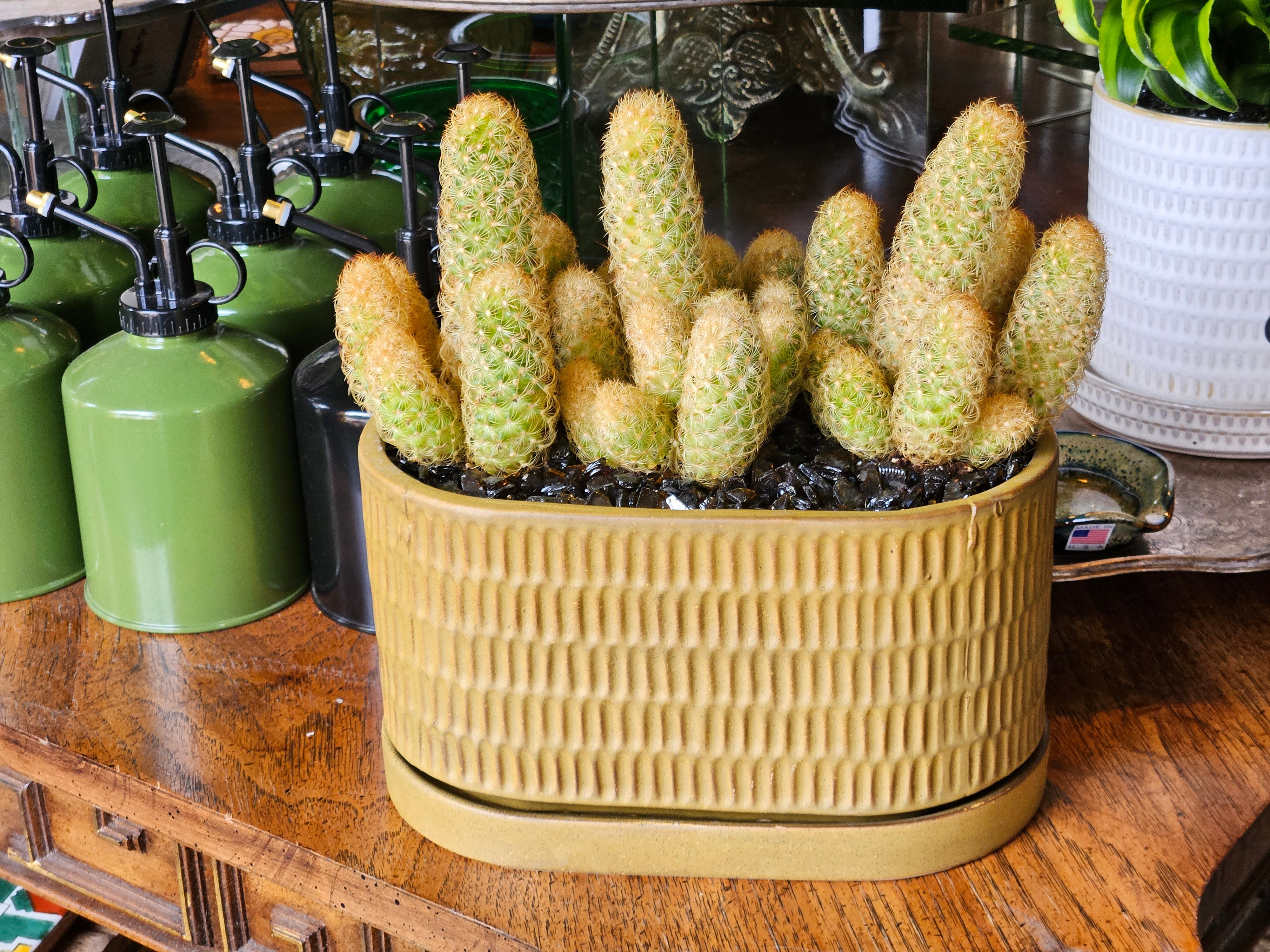 Ladyfinger Cactus Garden