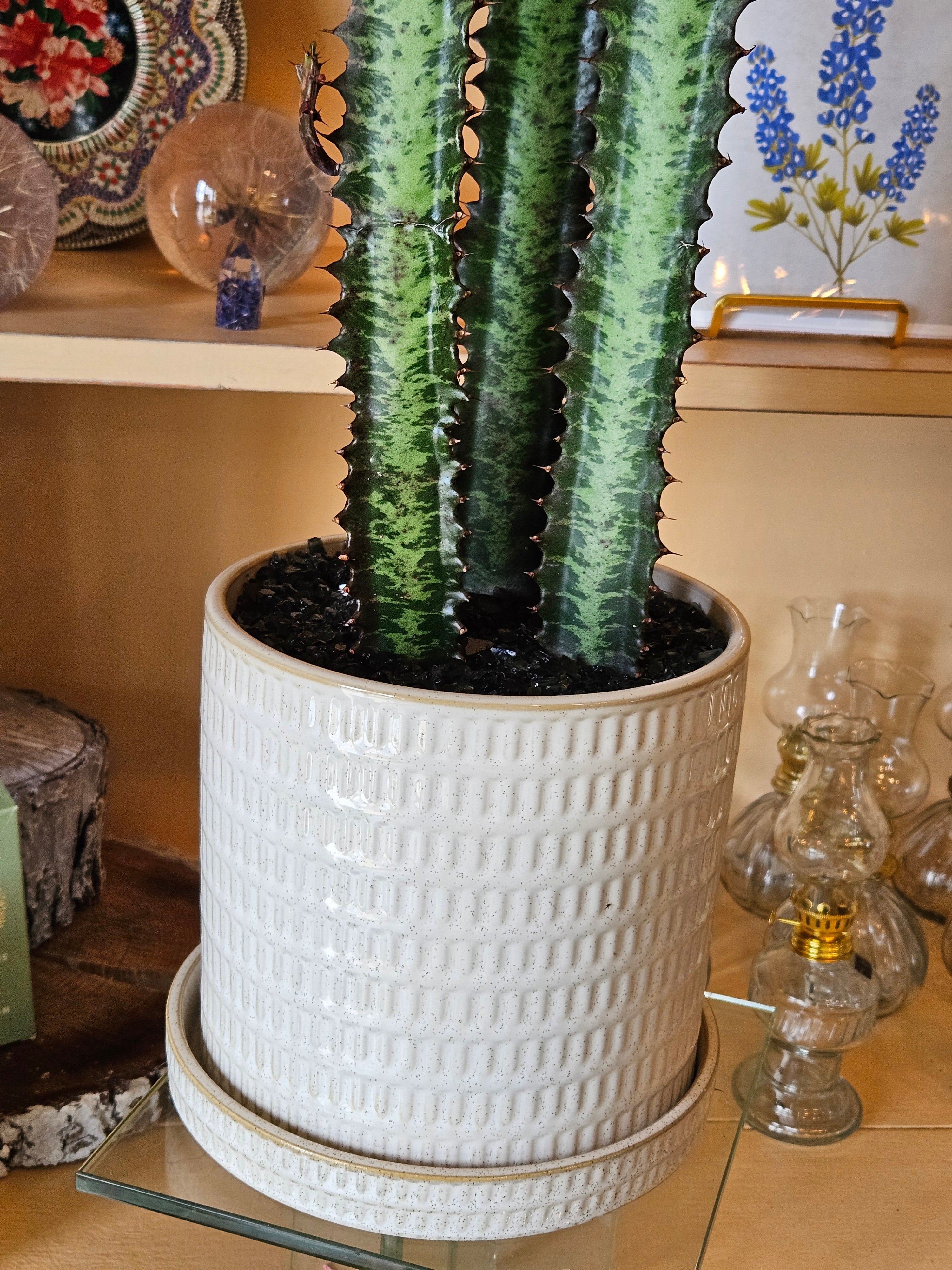 African Milk Tree in White Ceramic Planter