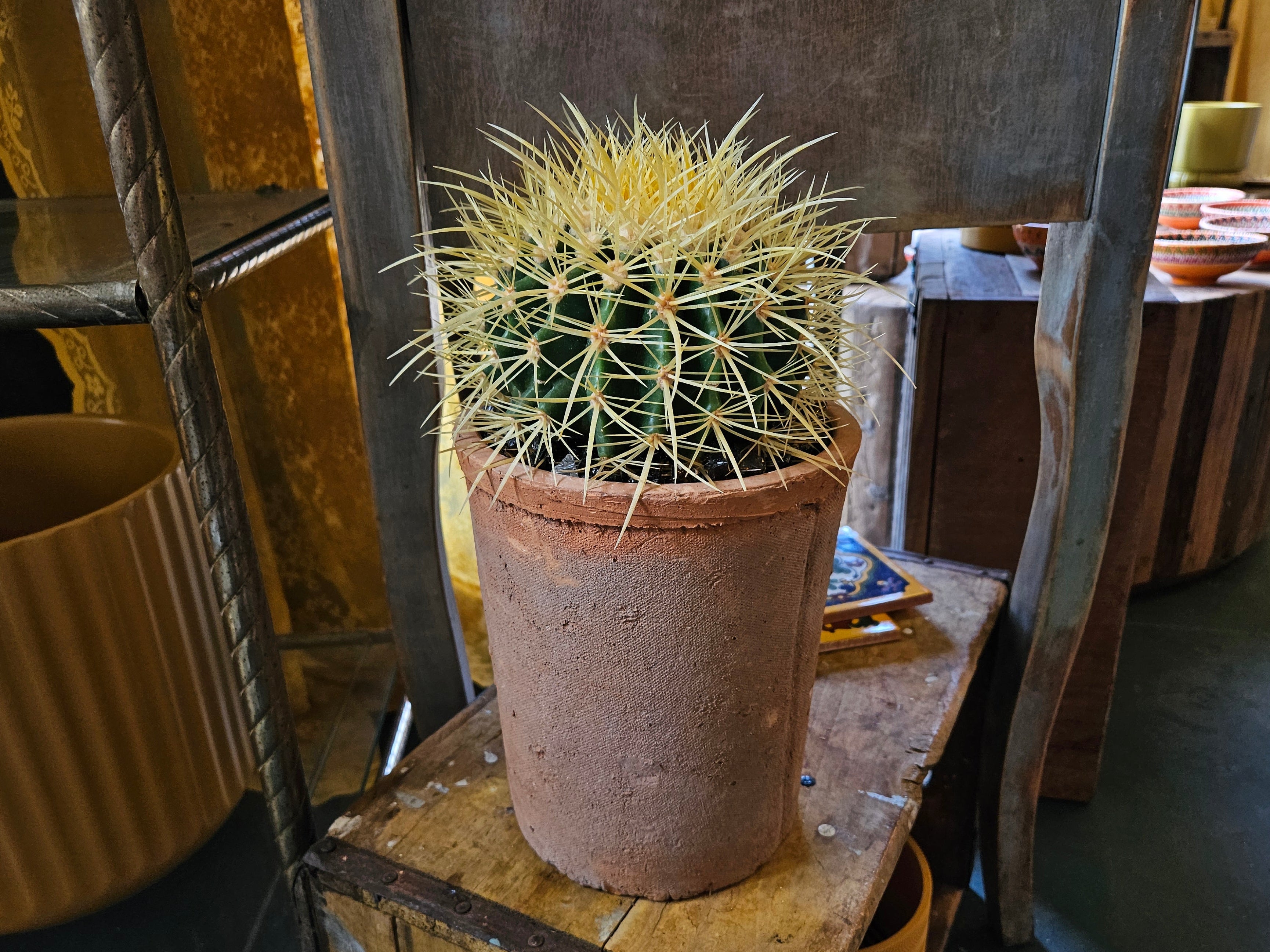 Golden Barrel Cactus in Aged Terra Cotta Pot
