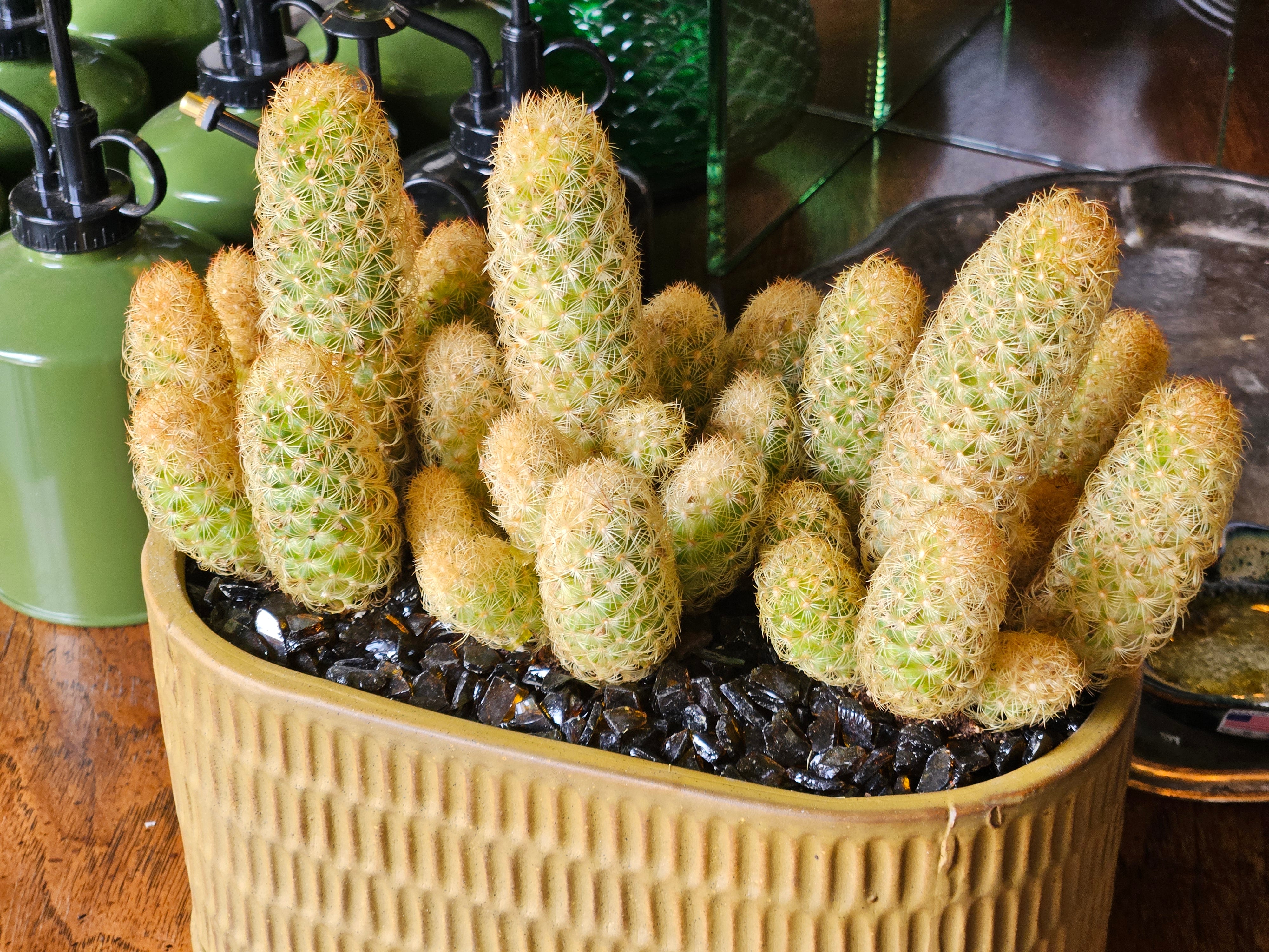 Ladyfinger Cactus Garden