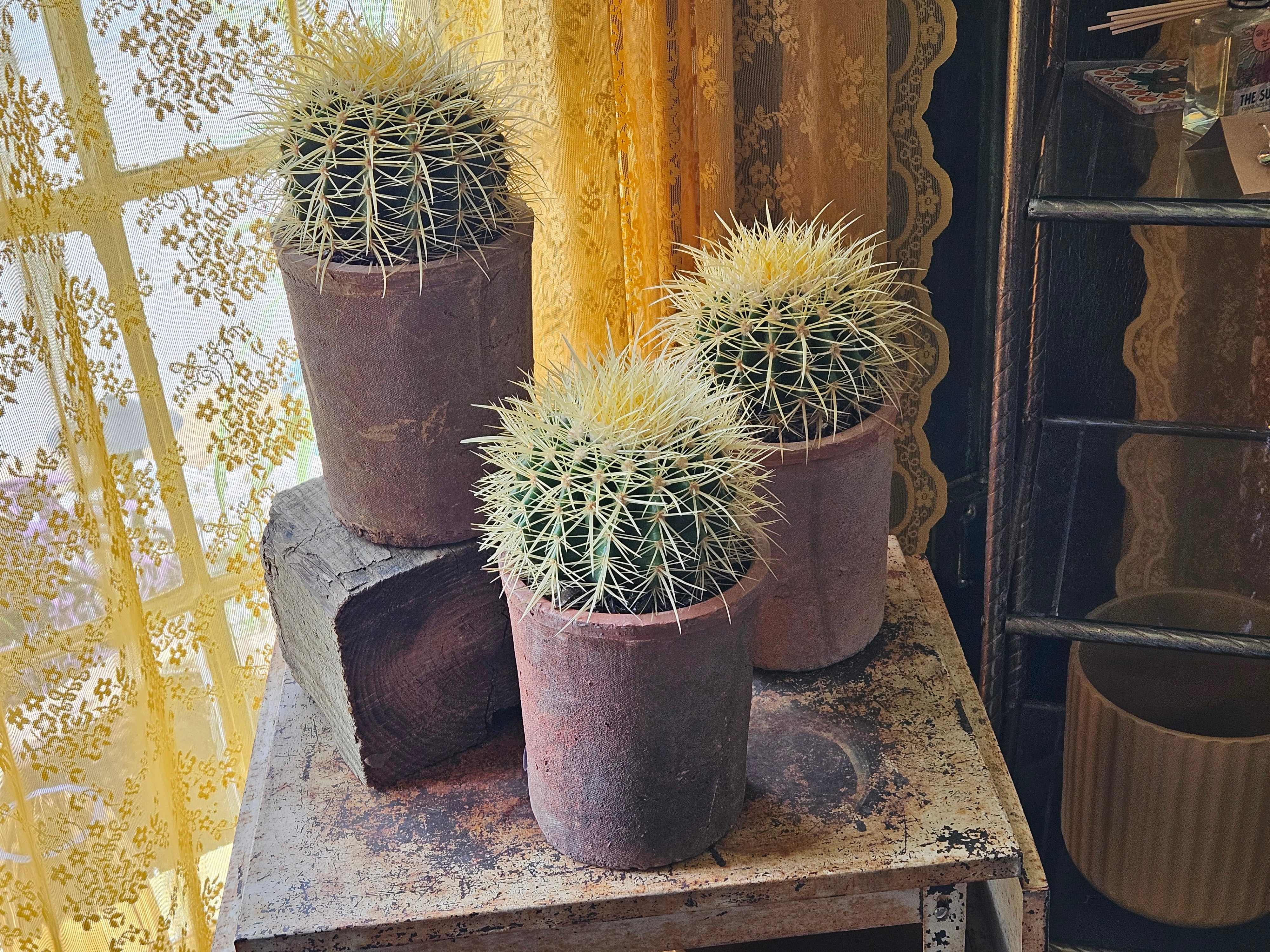 Golden Barrel Cactus in Aged Terra Cotta Pot