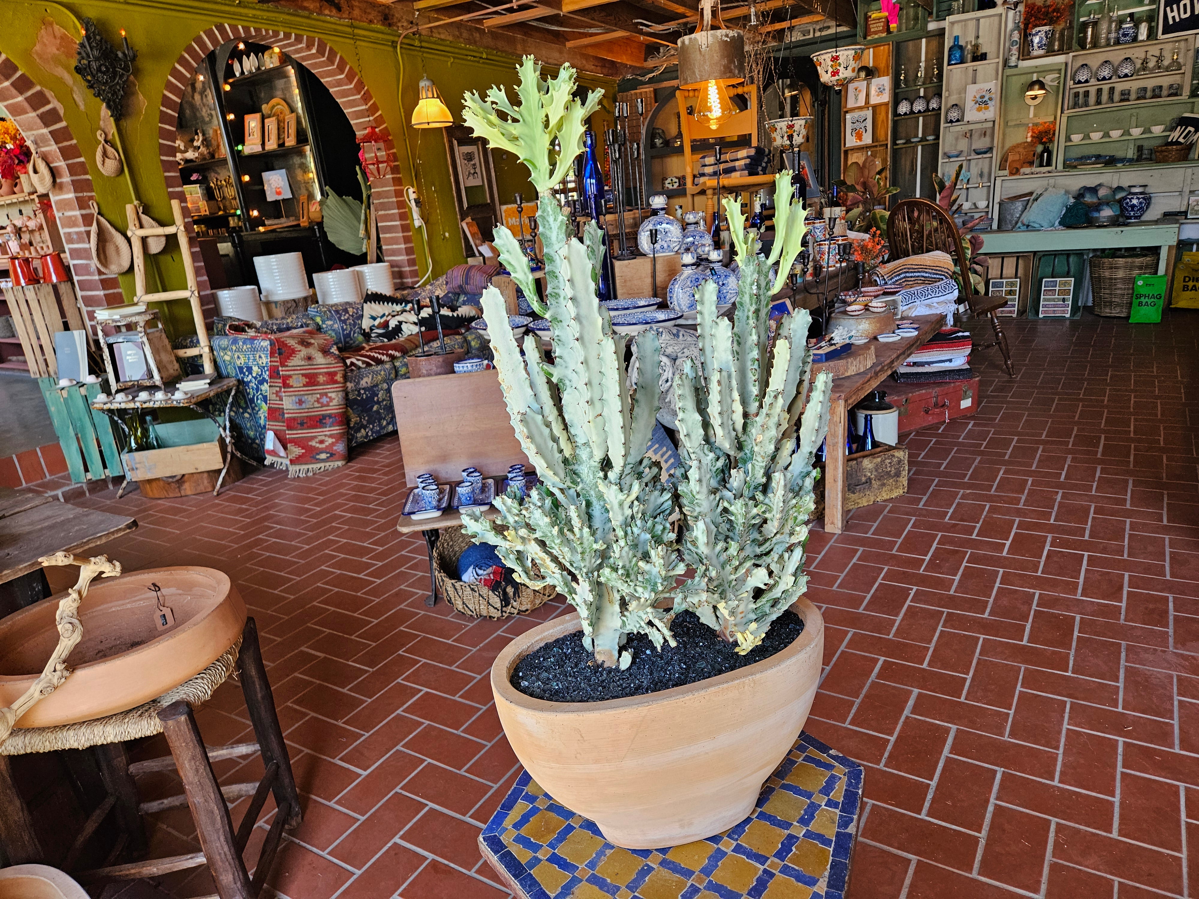 White Ghost Euphorbia in Oval Terracotta Planter