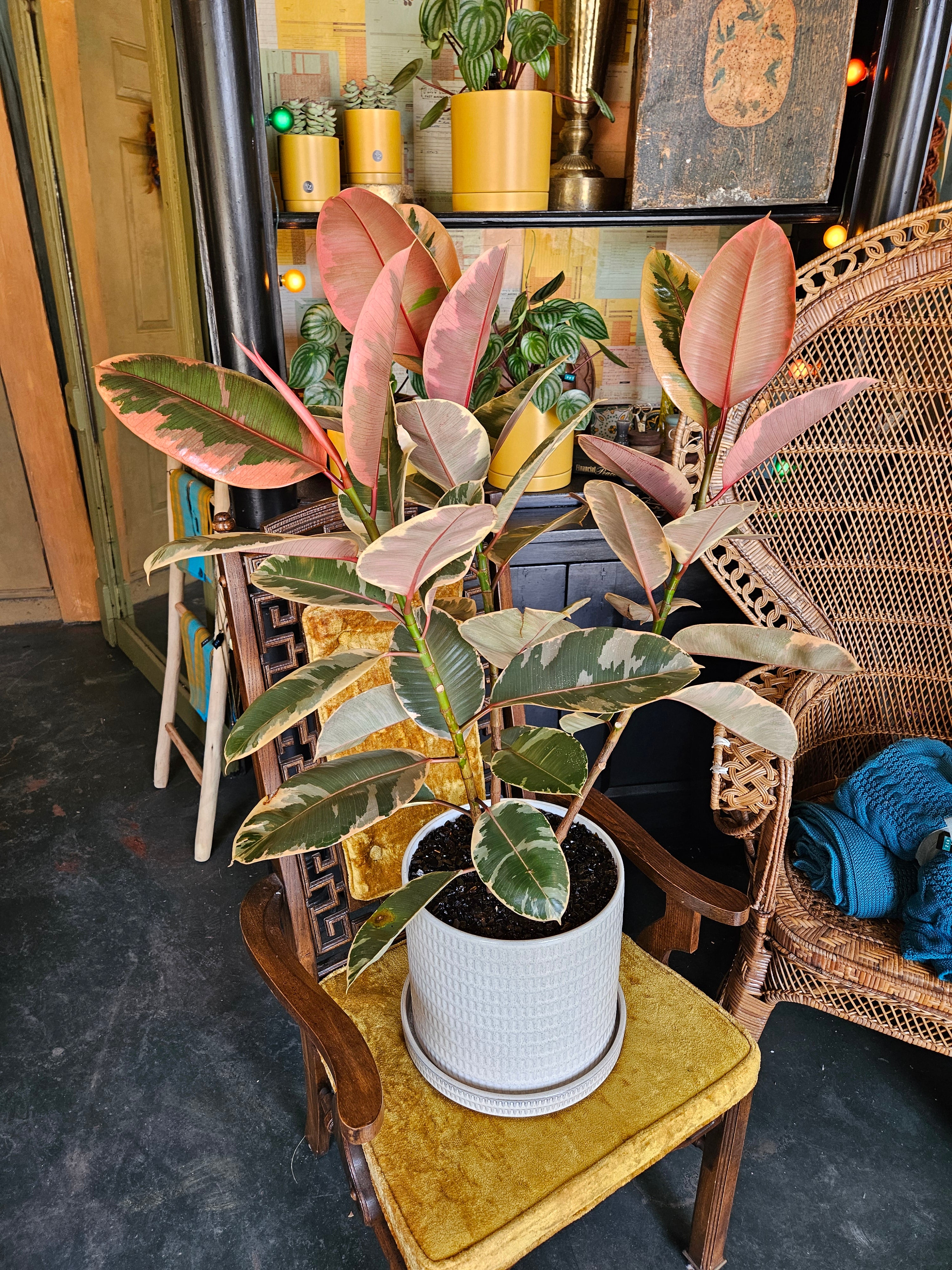 Variegated Rubber Tree in White Ceramic Planter