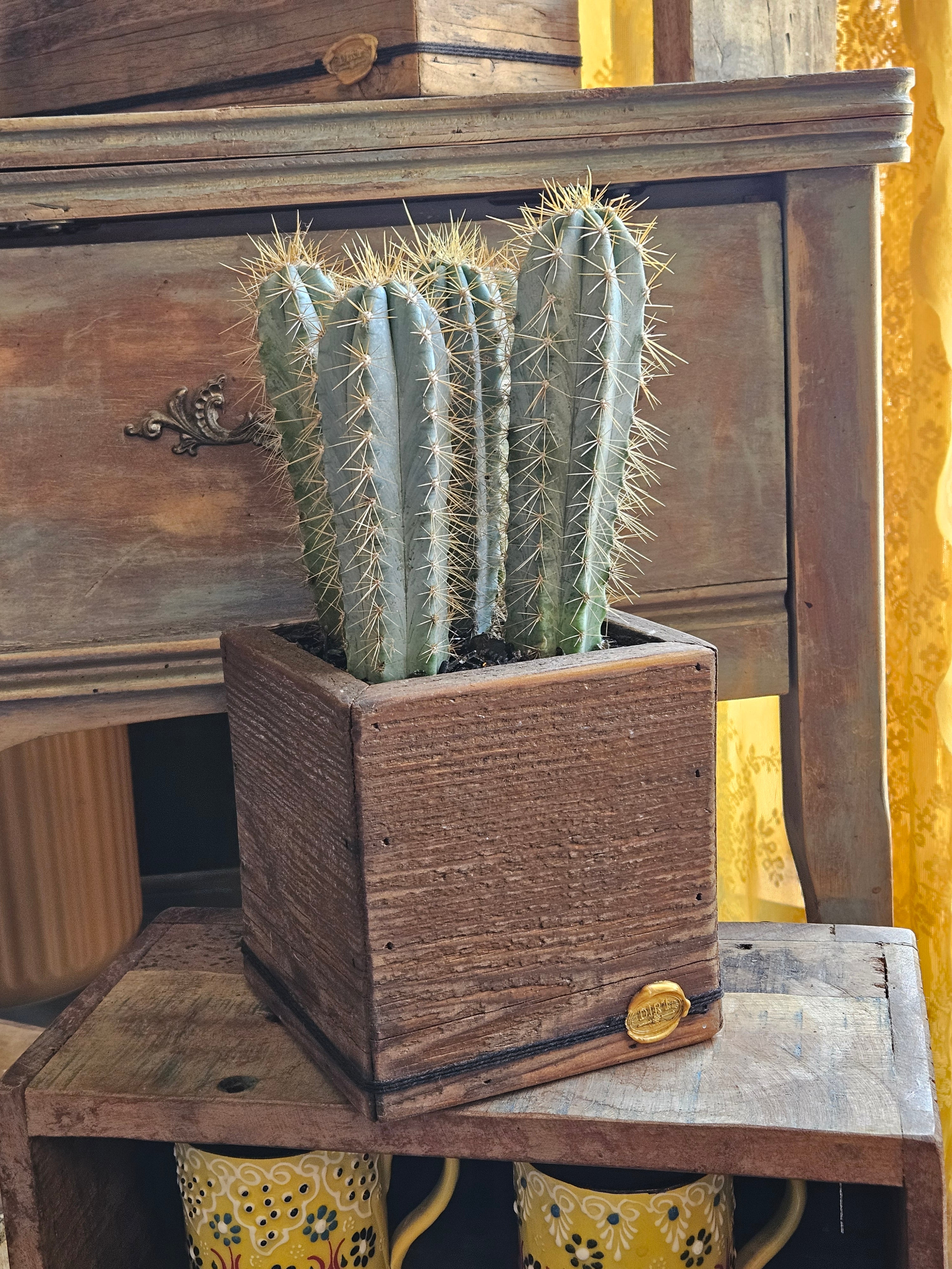 Blue Torch Cacti in Handmade DIRT Box