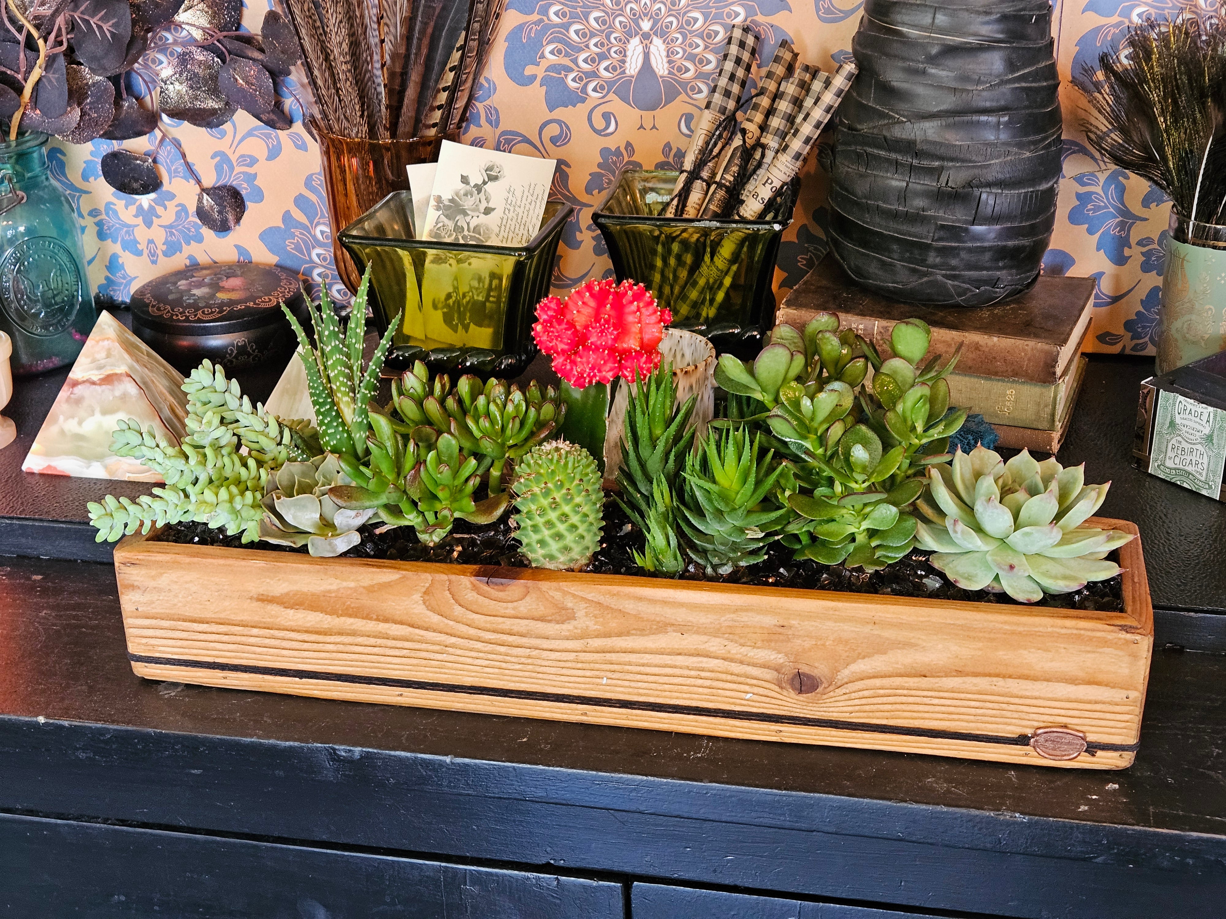 Succulents & Cacti in XL Handmade DIRT Box
