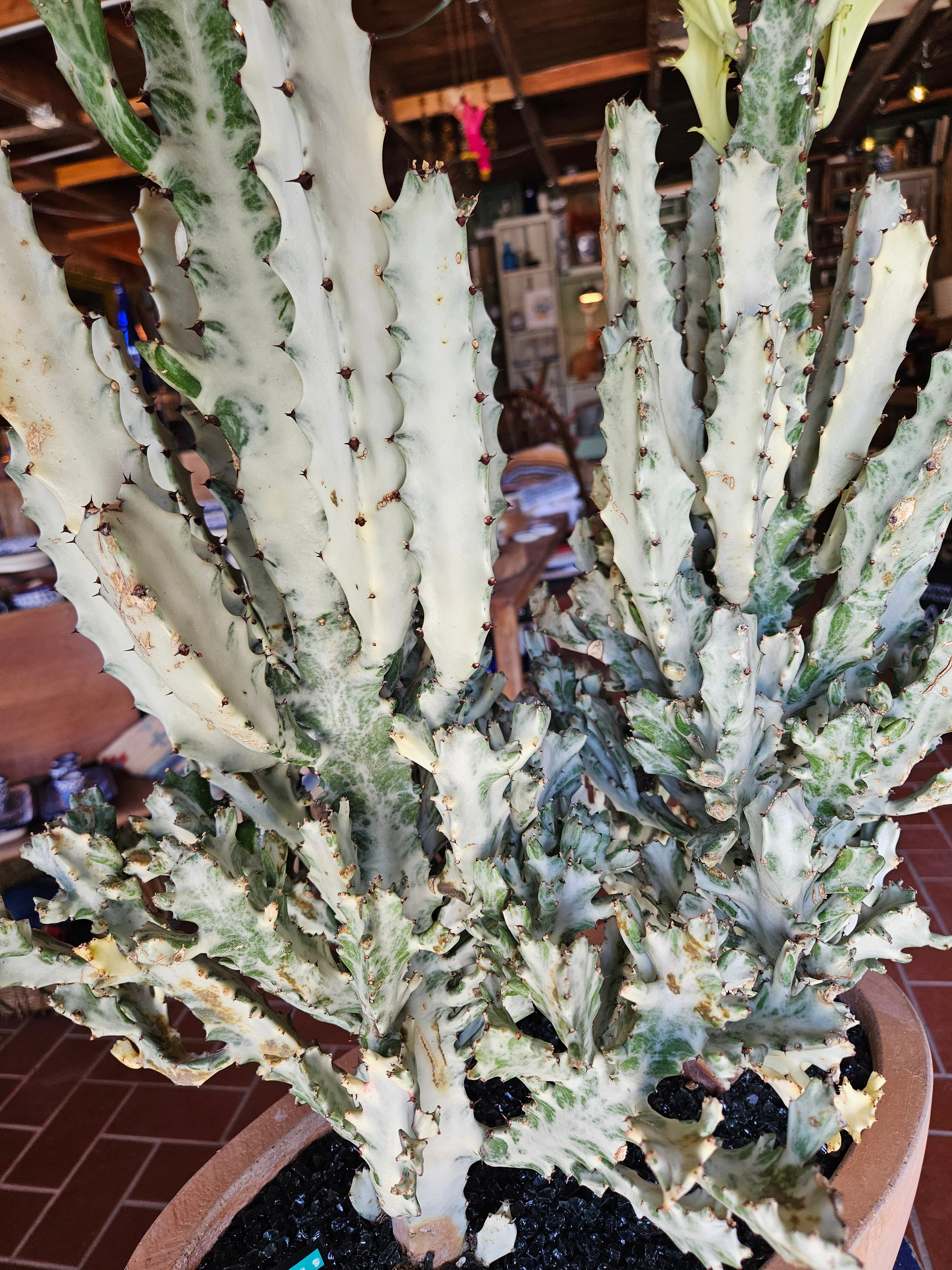 White Ghost Euphorbia in Oval Terracotta Planter