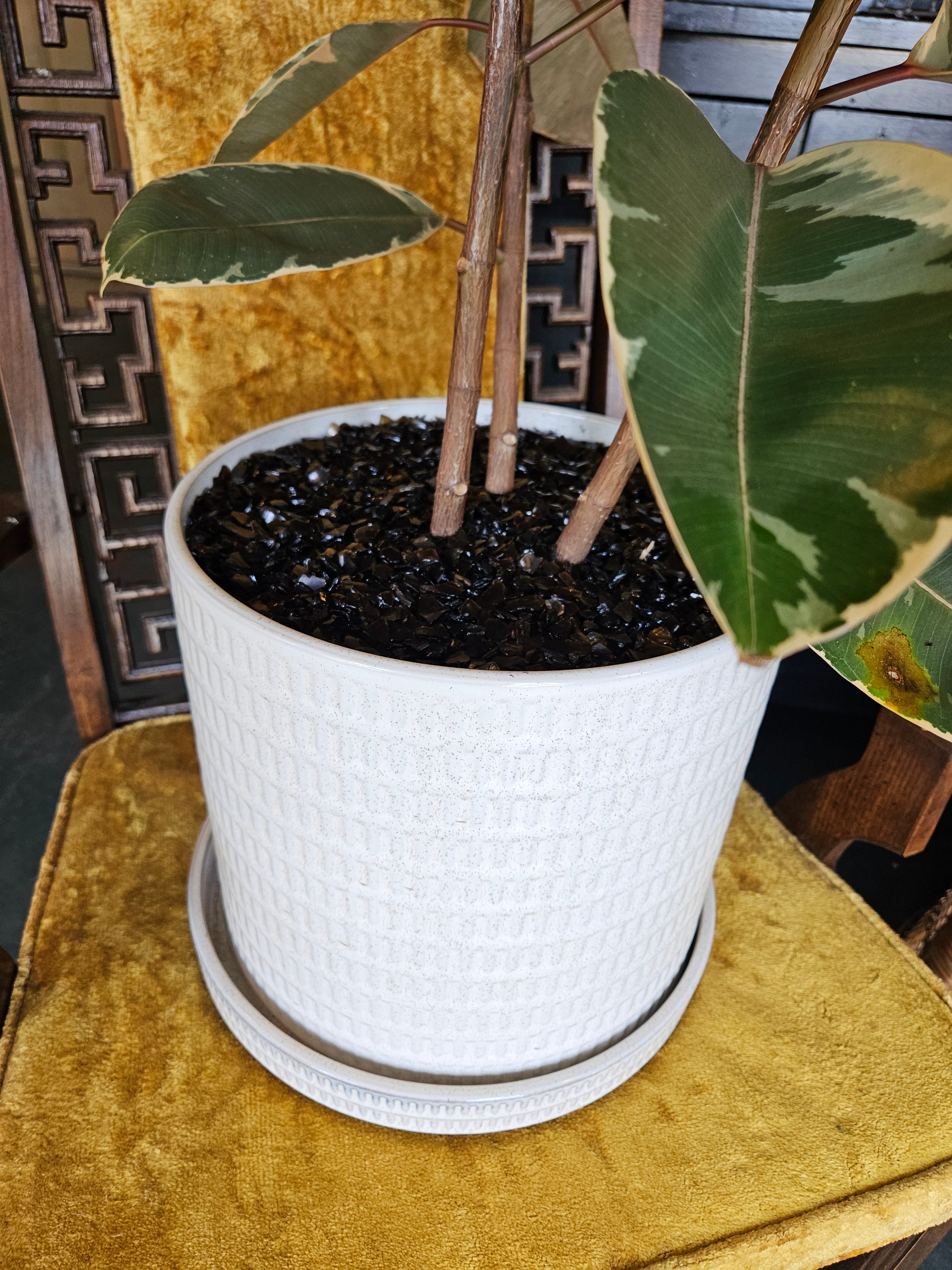 Variegated Rubber Tree in White Ceramic Planter