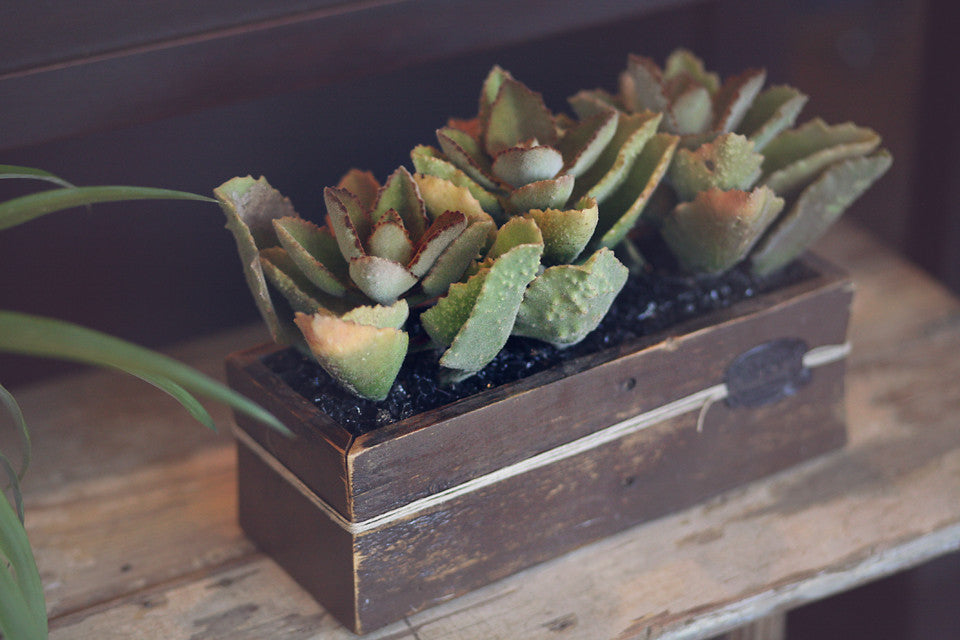 Succulents in Signature DIRT Box Medium